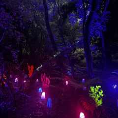 Glowing light installations that resemble mushrooms.