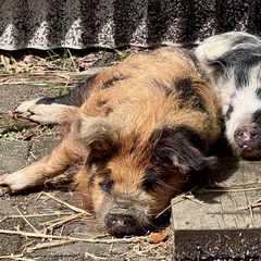 Two sleeping kunekune pigs, one brown, one black and white, resting against each other on the concrete in the sun.